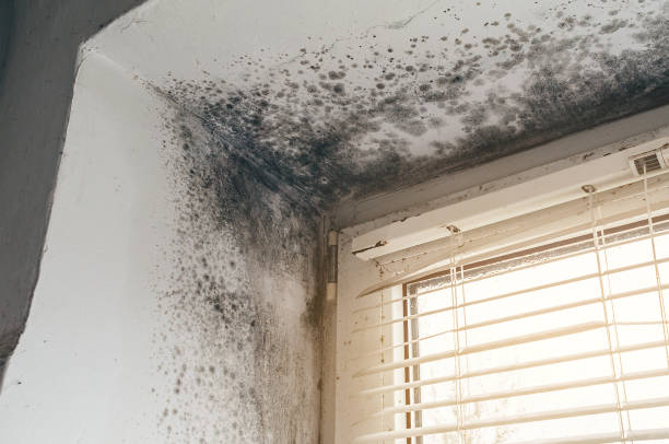 Affordable Mold Removal solutions in Gates, NC